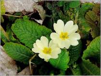 Entdeckt am Sauerufer in Bourscheid-Plage am 22.03.09. (Jeanny)