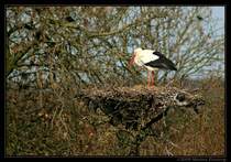 Storch bei Langerak (Liesveld), Zuid-Holland