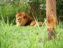 Ein Lwe im Gelsenkirchener Zoo am 21. August 2008.