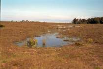 Heidelandschaft in Nordjylland aufgenommen im September 2000. (Fotoscan)(Sobald die Kategorie Nordjylland aufgemacht wurde werde ich die nderungen vornehmen)