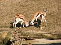 Antilopen im Gelsenkirchener Zoo am 1. April 2009.