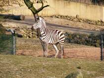 Ein Zebra im Gelsenkirchener Zoo am 1. April 2009.