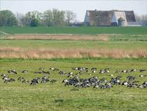 Groe Mengen Nonnengnse grasen derzeit auf den Elbwiesen bei Glckstadt. Die Nonnengans oder Weiwangengans ist eine Meergans, die ihr ganzes Leben in Kstennhe verbringt. Da sie keine so leistungsfhigen Salzdrsen besitzt wie die Ringelgans, frisst sie nur salzarme Nahrung und fliegt oft weit, um Swasser zu trinken; 26.04.2009
