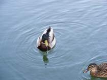 Zwei Enten im Gelsenkirchener Zoo am 1. April 2009.