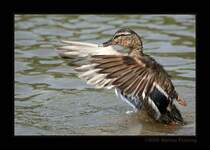 �ber sich hinauswachsen - Stockenten-Weibchen am Rhein in Duisburg-Walsum.