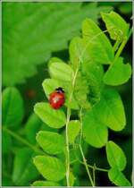 N�tzlicher Besucher in unserem Garten. 03.05.09 (Jeanny)