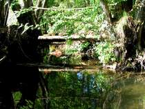 Die Br�cke �bern Bach; 090502