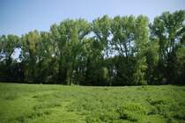 RHEINE, 10.05.2009, an der Ems bei Mesum