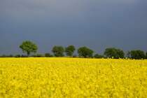 Gewitterstimmung im Raps bei Bordesholm.