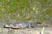 Na, wer h�lt sich da so versteckt. Ich hab dich doch schon l�ngst gesehen...
Dieses Amphibien wurde am 14.05.09 an meiner Haust�r abgelichtet.