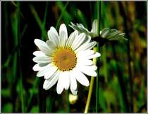 Unscheinbar und doch faszinierend: Die wei�en  Zungen  am Rande und die gelben  R�hren  in der Mitte des K�rbchens der Margerite sind lauter kleine Bl�ten. 16.05.09 (Jeanny)