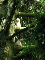 2 K�uze geniessen hoch droben auf einer Fichte die letzten Sonnenstrahlen des 24.Mai 2009