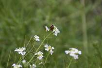 Dieser K�fer wartet auch gespannt auf die Fahrzeugpaarade des VSE. (Schwarzenberg, 23.05.09)