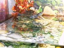 Meine Missisippi H�ckerschildr�te in jungen Jahren auf der Sonneninsel.