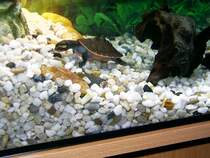 Rotbauch-Spitzkopfschilkr�te Diago bei der Futtersuche.