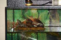 Langsam wirds eng auf der Insel. Missisippi H�ckerschildr�te und eine Rotbauch-Spitzkopfschilkr�te.