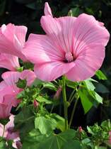 Bl�te einer Malve; 25.07.2007