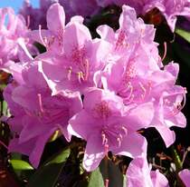 Rhododendronbl�ten; 20.05.2009

