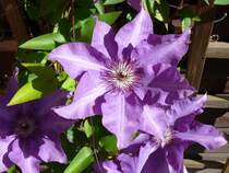 Waldrebe (Clematis); 29.05.2009

