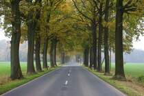 Herbstliche Allee zwischen Visselhvede und Walsrode