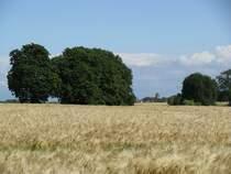 Blick bern Getreidefeld nach Grevesmhlen, Sommer 2009