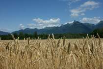 Was den Weinbauern das Lavaux, ist den Landbauern das trocken gelegete Rhone-Delta am Genfersee. Das Korn ist voller Reife herangewachsen. Im Hintergrund sind die Waadtlnder Berge zu sehen.
(Juli 2009)    