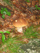 Ein Steinpilz anfang Juli im Zschopautal