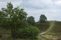 Der Gipfel der Brunsberges im Naturschutzgebiet Brunsberg - gehrt zur Gemeinde Buchholz in der Nordheide.
