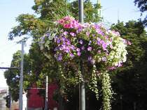 Nochmal Sommerblumen aus der Stadt Saarbrcken.