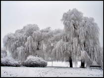 Trauerweiden am Frankenteich, in Stralsund.