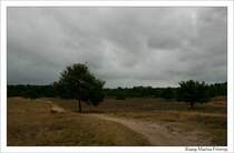 Unterwegs im Ruhrgebiet - Naturschutzgebiet Westruper Heide, Haltern am See. 