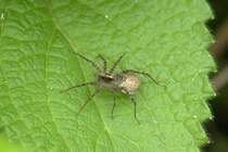 Eine kleine Spinne auf einem Blatt.