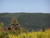 Wengerohr (bei Wittich) im Sommer mit Blick auf die Moselberge.