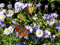 Wunderschner Altweibersommer im eigenen Garten: Inachis io und Vanessa cardui auf Aster novae-angliae. Tagpfauenauge und Distelfalter auf einer Herbstaster.  -  -  Wanne-Eickel 22.09.2009