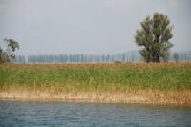 KONSTANZ, 19.09.2009, Blick über das Wollmatinger Ried auf die zur Insel Reichenau führende Allee