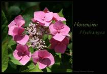 Blte einer Hortensie (Hydrangea)