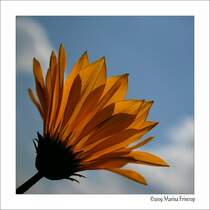 Mittagsgold bzw. Sonnentaler - Gazanien (Gazania)