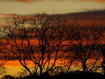 Sonnenuntergang in der Haid/Th�rnthenning