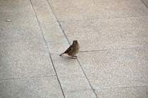Diesen Sperling konnte ich am 26.10.09 auf dem Berliner Hbf fotografieren.