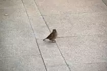 Diesen Sperling konnte ich am 26.10.09 auf dem Berliner Hbf fotografieren.