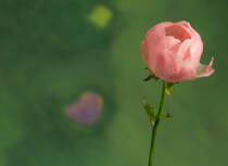 ...wenn im November kr�ftiger Wind �ber die H�hen fegt, mu� die kleine Buschrose den Kopf einziehen ..