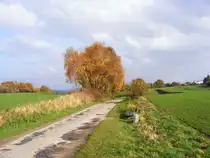 Eine Baumgruppe an einer schmalen Stra�e im l�ndlichen Herne-Holthausen am 8. November 2009.
