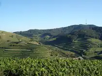 Kaiserstuhl/Baden,
oberhalb von Oberbergen,
Aug.2008