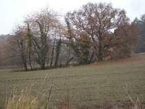 Ein Herbstspaziergang bei Bergen/Rgen.