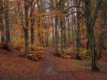 Herbst 2009 im Stadtwald von Bergen/Rgen.