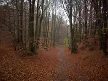 Die Bl�tter im Rugardwald bei Bergen/R�gen sind gefallen.