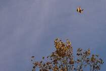 Haltlos durch die Luft.
(November 2009)