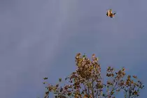 Haltlos durch die Luft.
(November 2009)