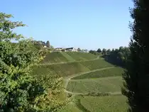 Kaiserstuhl/Baden,
Blick zum Weingut  Blankenhornsberg ,
2008