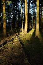 Ein Strahl der goldenen Herbstsonne fllt in den dunklen Tann der Lohbergen bei Buchholz in der Nordheide.

 Jan Schuur 2009
